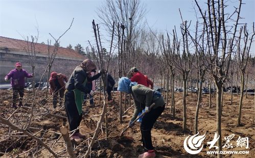 煙臺園林 引進新品種苗木，筑就生態宜居城市新畫卷